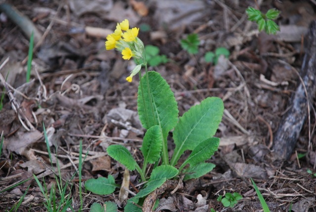 Primula veris?